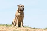 CANE CORSO 517